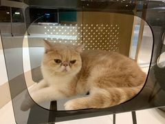 -飞行喵MR PILOT|猫舍·猫咖(静安大融城店)