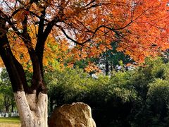 -艾溪湖湿地公园