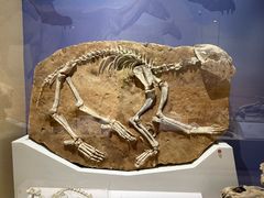 -国家自然博物馆