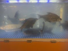 -老街烧烤大排档·地道湖北菜·龙虾馆(汉口火车站店)