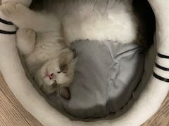 -瑞派申生动物医院·24H夜诊·国际动物医疗中心·骨外科(吴中路店)