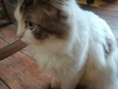 -more than meow吴止猫主题餐厅(承德 中船汇店)