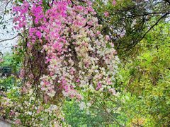 -深圳国际园林花卉博览园