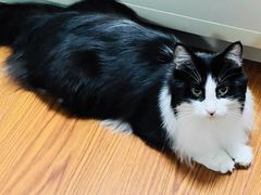 -客栈猫舍(中央北路店)