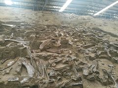 -诸城市恐龙博物馆