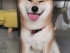 -萌宠之家·腊肠犬·马尔泰·小体犬舍