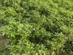 -上海置地广场(南京东路店)