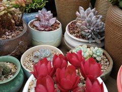 -龙大花卉苗木市场