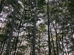 -蔡伦竹海
