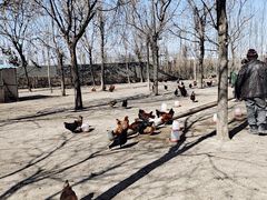 -甜心庄园·甜心草莓采摘园(西青中北店)