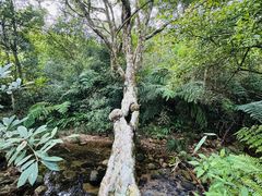 -海南热带雨林国家公园吊罗山景区