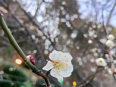 -香雪海