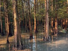 -桤木河湿地公园
