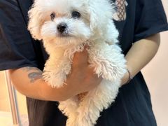 -翊宠yipet猫狗购宠庄园犬舍•猫舍