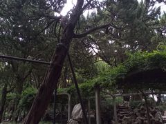 -叶家花园