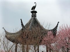 -香雪海