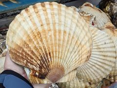 -九鲜坊烧烤城