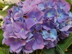 -双季花艺园艺市场(浦东店)