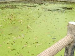 -盛世牡丹苑生态文化旅游区