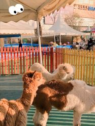 -萌宠亲子动物乐园(槐房万达店)