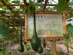 -上海都市菜园