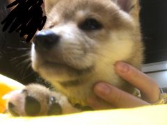 -逗柴咖啡屋·狗咖猫咖宠物桌游