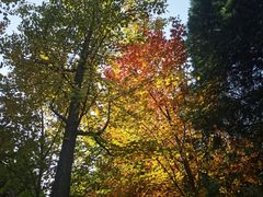 -遵化市禅林寺古银杏风景园