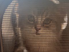 -艾贝尔宠物医院·24H转诊中心·肿瘤猫专科(江宁双龙店)