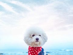 -超宠爱宠物摄影-Super pet