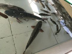 -金台阶鱼馆(于桥水库店)