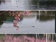 -新江湾城公园