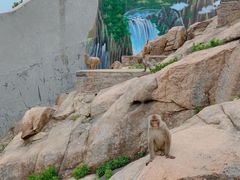-西霞口神雕山野生动物世界
