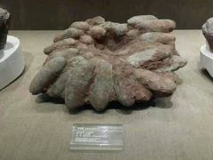 android_upload_pic-自贡恐龙博物馆