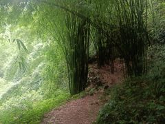 -芦沟竹海