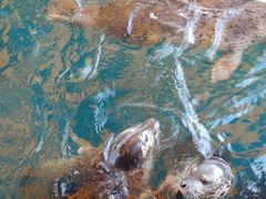 -华夏文旅海洋公园