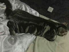 -宠颐生中康贝怡动物医院