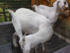 -上海大自然野生昆虫馆(东方明珠·爬宠昆虫探索中心)
