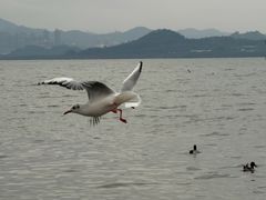 -星巴克(深圳湾口岸分店)