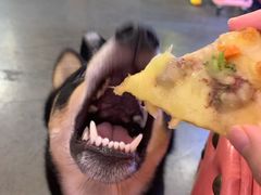 -百好乐宠物友好餐厅(朝外大街店)