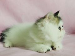 -Bastet sally猫舍购宠(静安店)