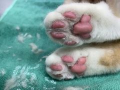 -瑞派动物医院·猫专科·至诚(江南中分院)