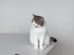 -怪兽屋·羊驼·猫咖·狗咖(俊华广场店)