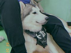 -Husky Go! 哈士奇体验馆·宠物咖啡厅狗咖
