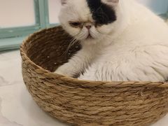 -安格丽娜·狗咖·猫咖羊驼咖(春熙路百盛商场店)