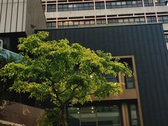 -香港大学