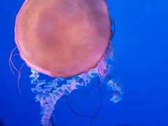 -太平洋海底世界