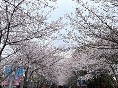 -高东镇樱花园