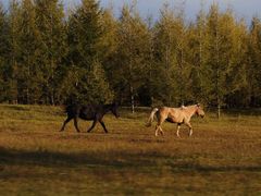 -塞罕坝国家级自然保护区