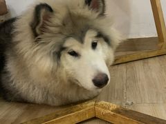 -李小姐の猫咖啡馆(五角场店)