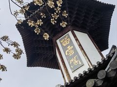 -上海佘山国家森林公园天马山园